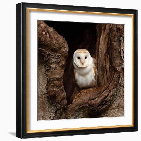 Barn Owl-jack53-Framed Photographic Print