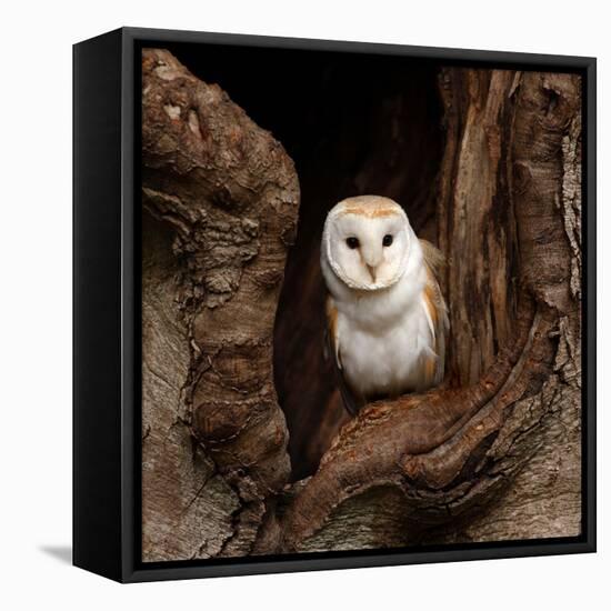 Barn Owl-jack53-Framed Stretched Canvas