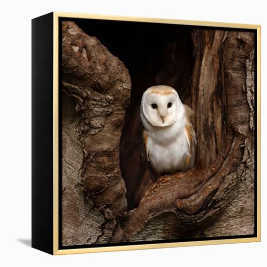 Barn Owl-jack53-Framed Stretched Canvas