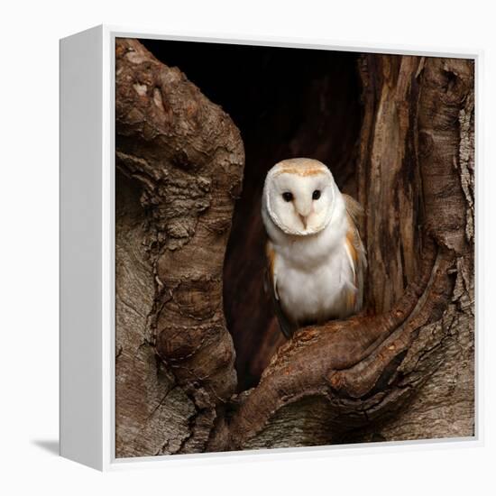 Barn Owl-jack53-Framed Stretched Canvas