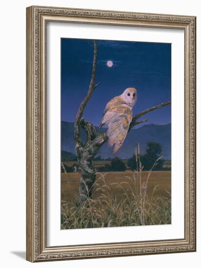 Barn Owl-Simon Cook-Framed Giclee Print