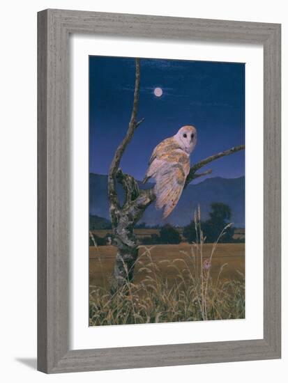 Barn Owl-Simon Cook-Framed Giclee Print