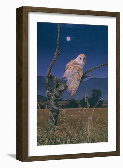 Barn Owl-Simon Cook-Framed Giclee Print