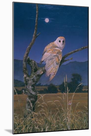 Barn Owl-Simon Cook-Mounted Giclee Print