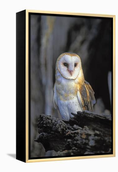 Barn Owl-Lantern Press-Framed Stretched Canvas