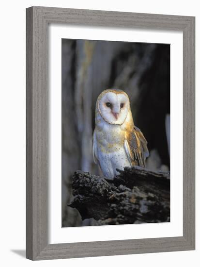 Barn Owl-Lantern Press-Framed Premium Giclee Print