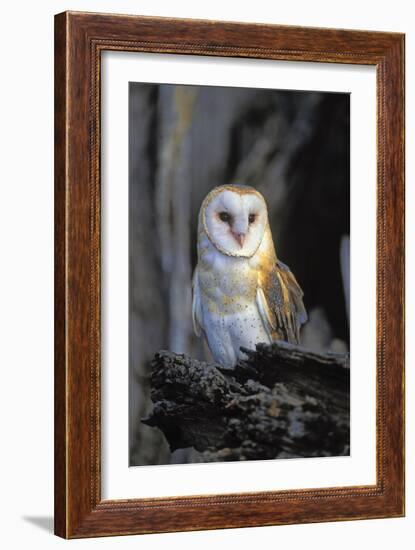 Barn Owl-Lantern Press-Framed Premium Giclee Print