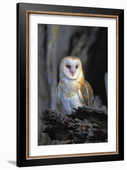 Barn Owl-Lantern Press-Framed Premium Giclee Print