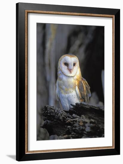 Barn Owl-Lantern Press-Framed Art Print