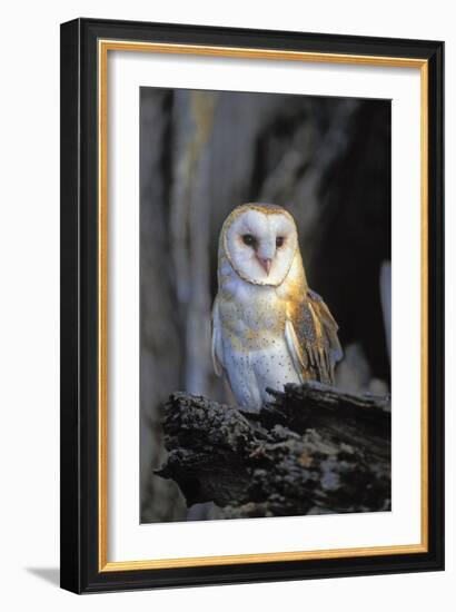 Barn Owl-Lantern Press-Framed Art Print