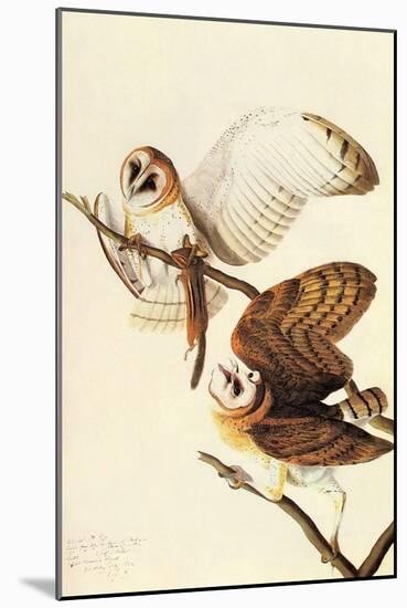 Barn Owl-John James Audubon-Mounted Art Print