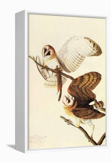 Barn Owl-John James Audubon-Framed Stretched Canvas