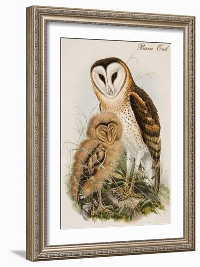 Barn Owl-John Gould-Framed Art Print