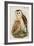 Barn Owl-John Gould-Framed Art Print