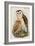 Barn Owl-John Gould-Framed Art Print