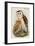 Barn Owl-John Gould-Framed Art Print