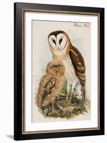 Barn Owl-John Gould-Framed Art Print