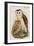 Barn Owl-John Gould-Framed Art Print