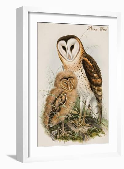 Barn Owl-John Gould-Framed Art Print