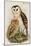 Barn Owl-John Gould-Mounted Art Print