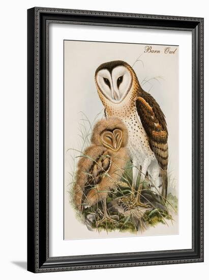 Barn Owl-John Gould-Framed Art Print