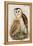 Barn Owl-John Gould-Framed Stretched Canvas