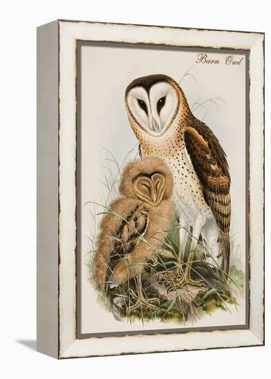 Barn Owl-John Gould-Framed Stretched Canvas