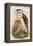 Barn Owl-John Gould-Framed Stretched Canvas