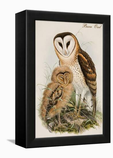 Barn Owl-John Gould-Framed Stretched Canvas