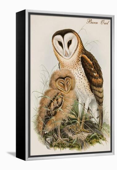 Barn Owl-John Gould-Framed Stretched Canvas