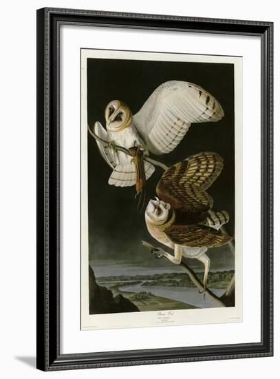 Barn Owl-null-Framed Giclee Print