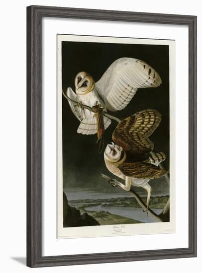 Barn Owl-null-Framed Giclee Print