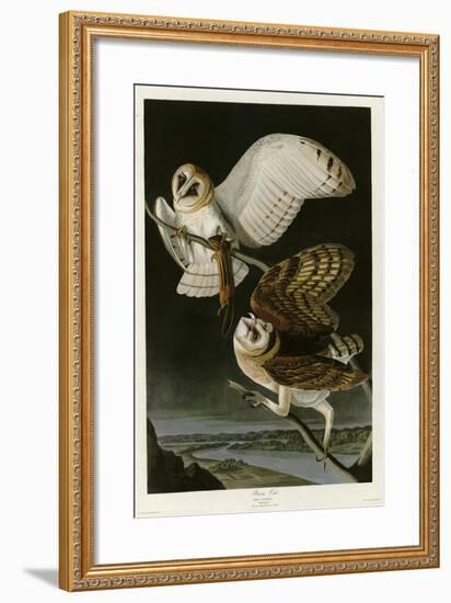 Barn Owl-null-Framed Giclee Print