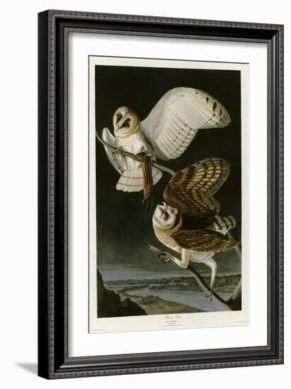 Barn Owl-null-Framed Giclee Print