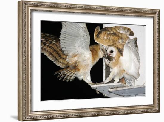 Barn Owls Feeding on a Rat-null-Framed Photographic Print