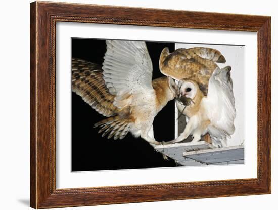 Barn Owls Feeding on a Rat-null-Framed Photographic Print