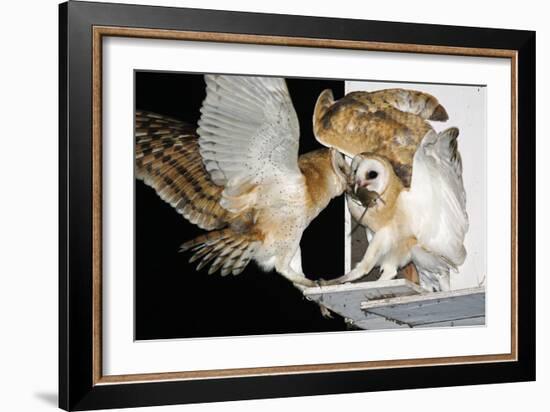 Barn Owls Feeding on a Rat-null-Framed Photographic Print