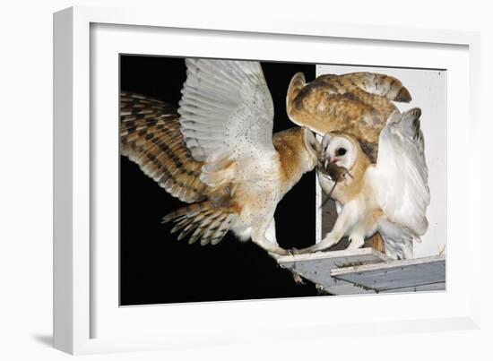 Barn Owls Feeding on a Rat-null-Framed Photographic Print