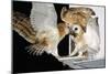 Barn Owls Feeding on a Rat-null-Mounted Photographic Print