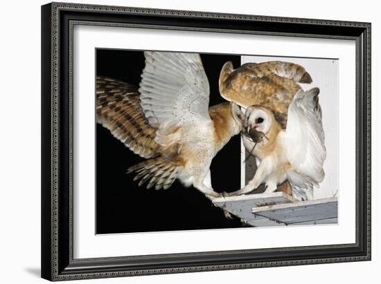 Barn Owls Feeding on a Rat-null-Framed Photographic Print