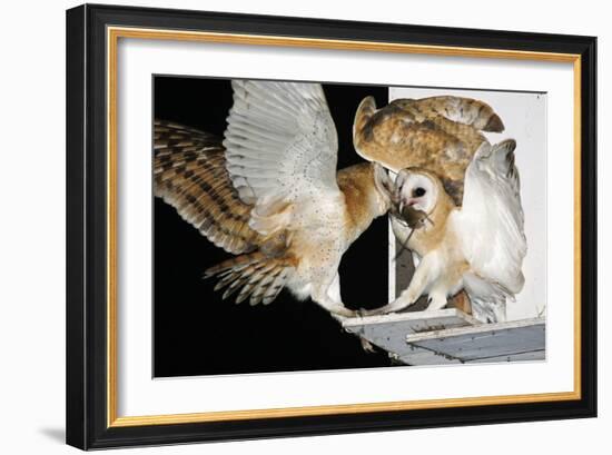 Barn Owls Feeding on a Rat-null-Framed Photographic Print