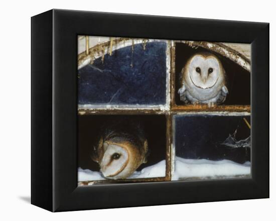 Barn Owls Looking out of a Barn Window Germany-Dietmar Nill-Framed Premier Image Canvas