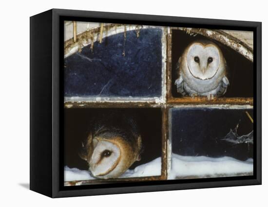 Barn Owls Looking out of a Barn Window Germany-Dietmar Nill-Framed Premier Image Canvas