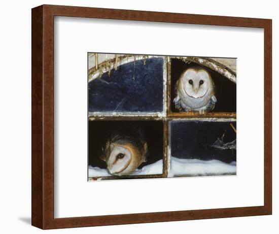 Barn Owls Looking out of a Barn Window Germany-Dietmar Nill-Framed Premium Photographic Print