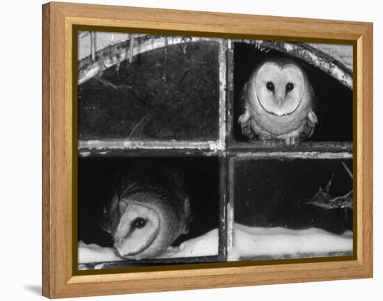 Barn Owls Looking out of a Barn Window Germany-Dietmar Nill-Framed Premier Image Canvas