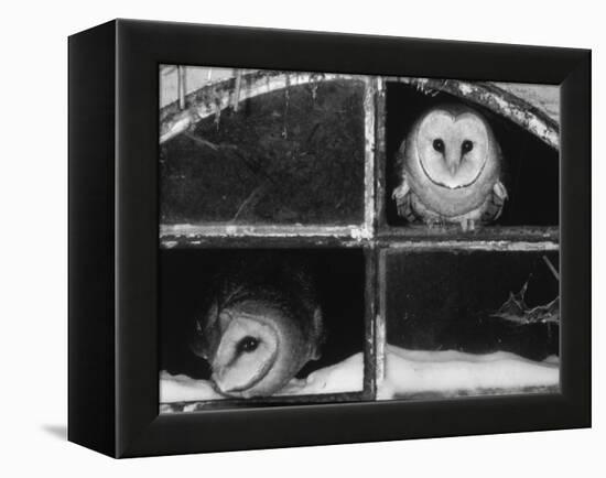 Barn Owls Looking out of a Barn Window Germany-Dietmar Nill-Framed Premier Image Canvas
