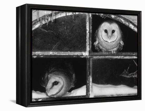 Barn Owls Looking out of a Barn Window Germany-Dietmar Nill-Framed Premier Image Canvas