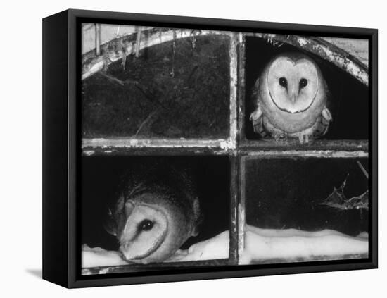 Barn Owls Looking out of a Barn Window Germany-Dietmar Nill-Framed Premier Image Canvas