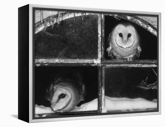 Barn Owls Looking out of a Barn Window Germany-Dietmar Nill-Framed Premier Image Canvas