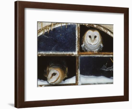 Barn Owls Looking out of a Barn Window Germany-Dietmar Nill-Framed Photographic Print